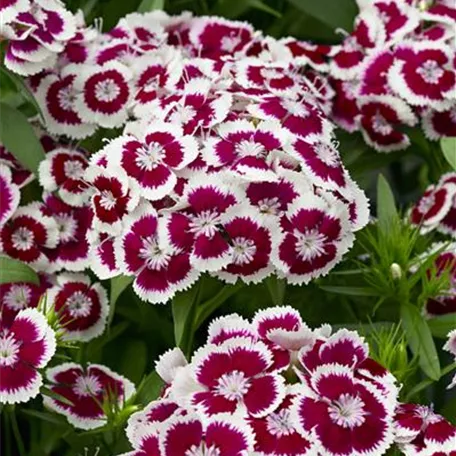 Dianthus barbatus 'Barbarini Purple Picotee'