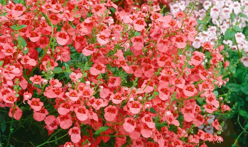 Diascia 'Coral Belle'