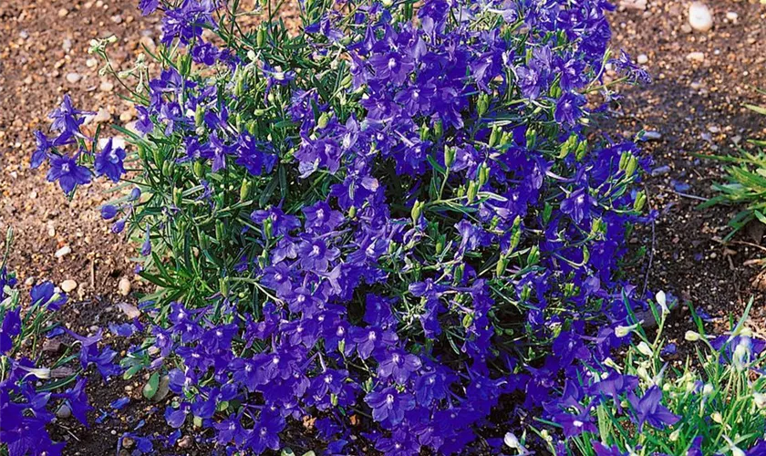 Großblütiger Zwerg-Rittersporn 'Delfix® Violet Blue'