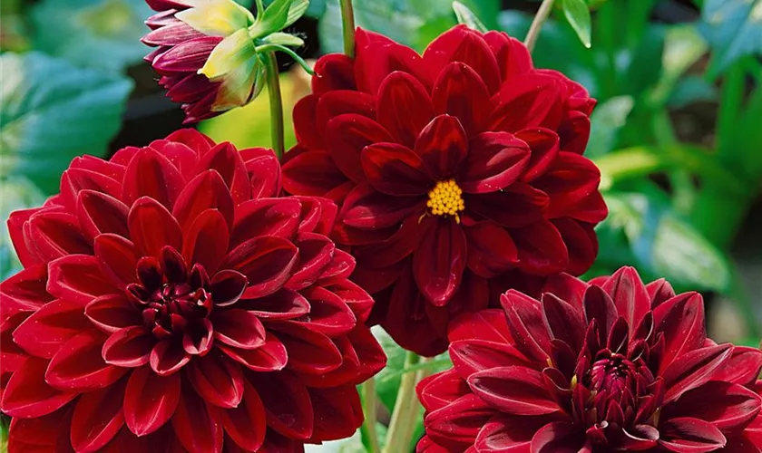 Dahlia 'Arabian Night'