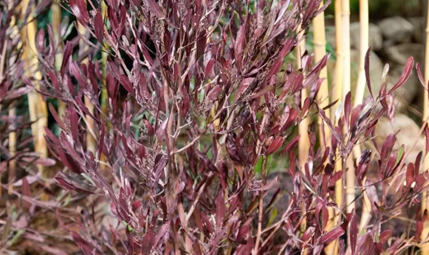 Dodonaea viscosa 'Purpurea'