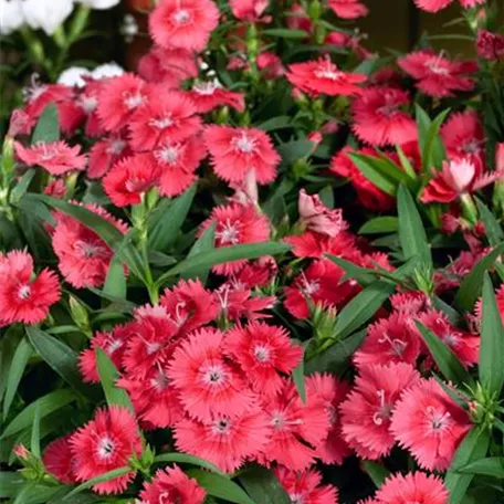 Dianthus barbatus 'Barbarini Salmon'