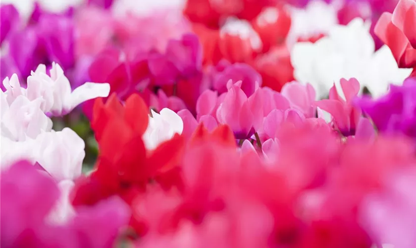 Cyclamen persicum 'Decora'