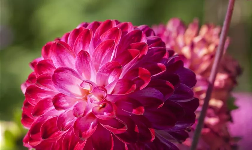 Dahlia 'Little Robert'