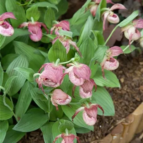 Kentucky-Frauenschuh 'Kentucky Pink'