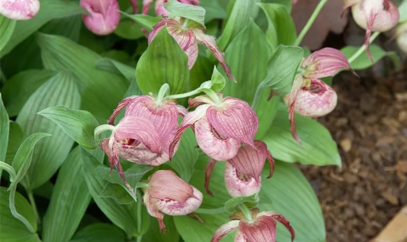 Cypripedium kentuckiense 'Kentucky Pink'