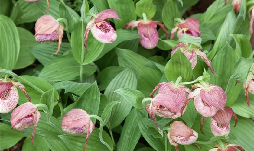 Cypripedium kentuckiense 'Maxi'