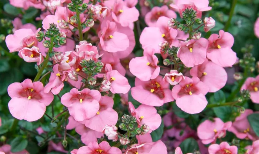 Diascia 'Elfjes'