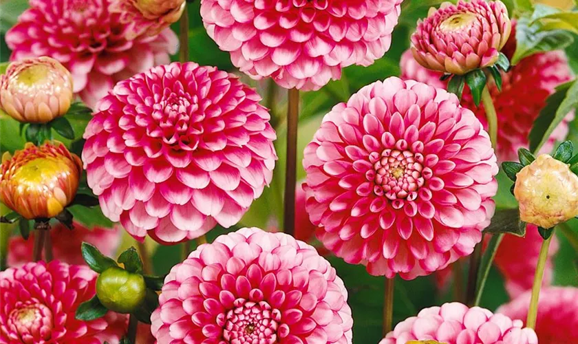 Dahlia 'Little William'