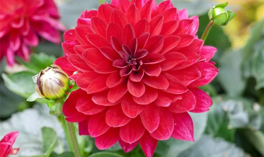 Großblumige Dahlie 'Aztec'