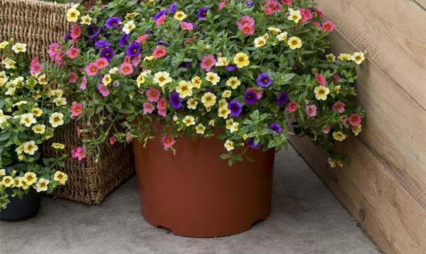 Calibrachoa 'Calimero® Riviera Mix'(s)