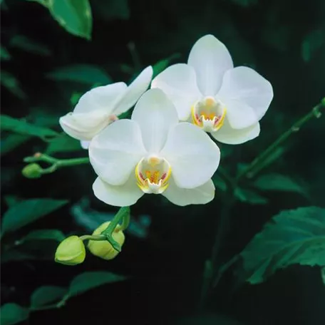 Doritaenopsis 'Alba'