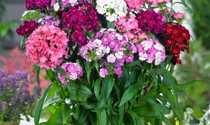 Dianthus barbatus 'Dash Crimson'