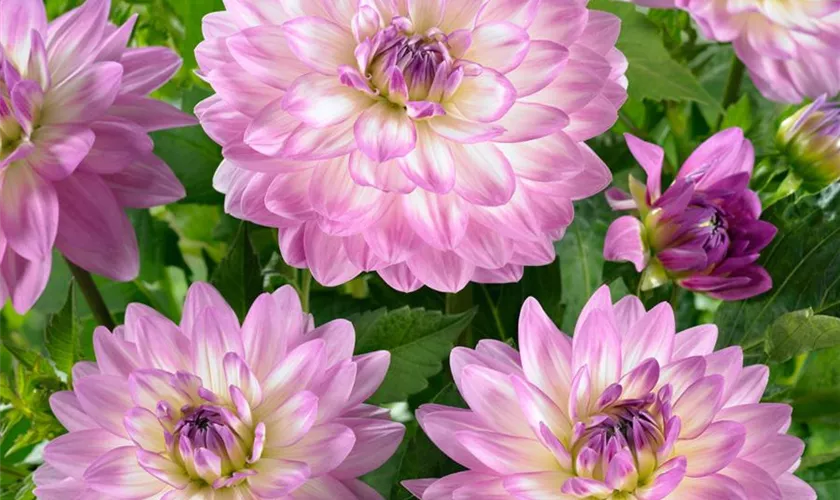 Dahlia 'Luca Johanna'