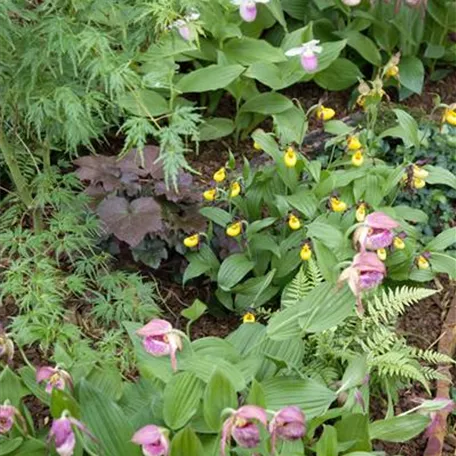 Cypripedium 'Parville'