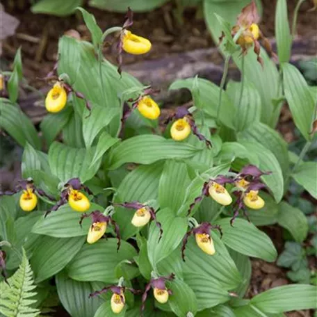 Cypripedium x cultorum 'Inge'