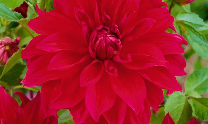 Dahlia 'Babylon'