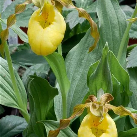 Cypripedium 'Pueblo'