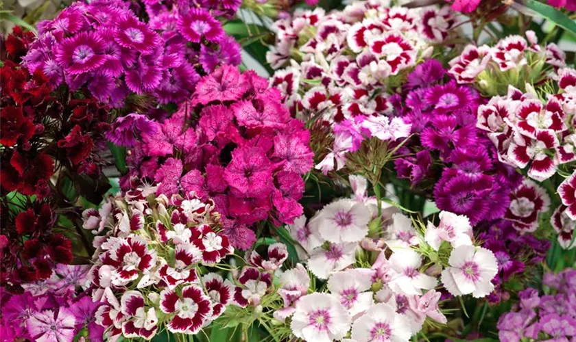 Dianthus barbatus 'Hollandia Mix'