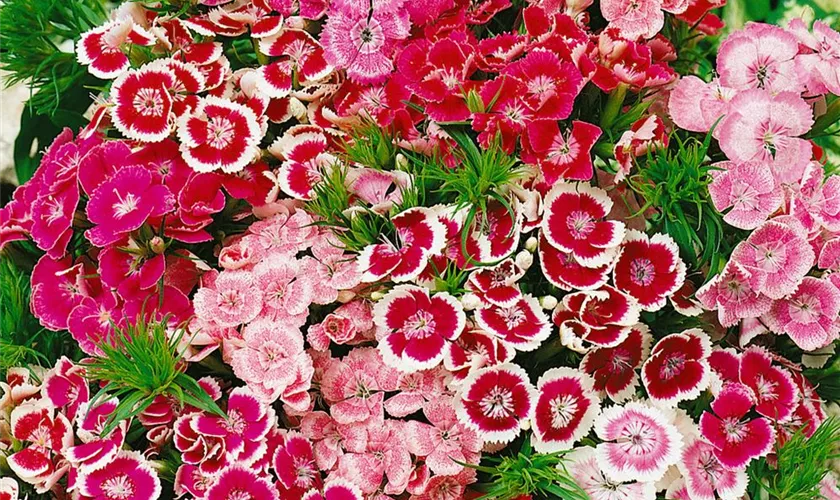 Dianthus barbatus 'Zwergmischung'