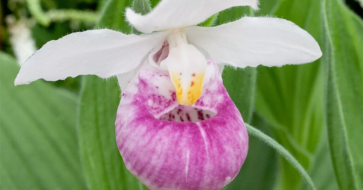 Cypripedium Regina Pflanze Pflege Tipps Floragard