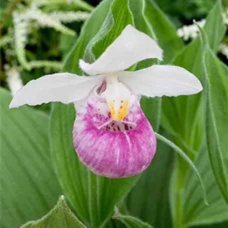 Cypripedium regina