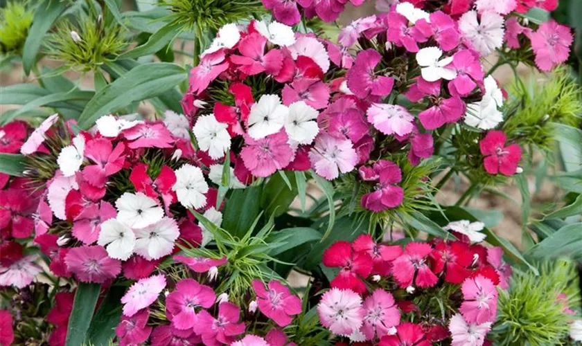 Dianthus barbatus 'Kaleidoscope'