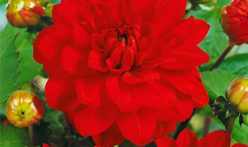 Dahlia 'Barbarossa'