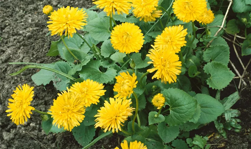 Doronicum plantagineum 'Excelsum'