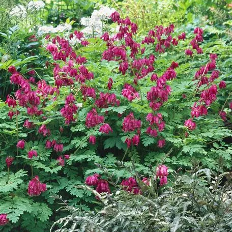 Dicentra formosa 'Adrian Bloom'