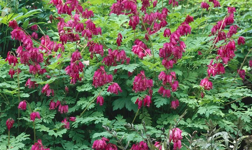 Zwergige Garten-Herzblume 'Adrian Bloom'