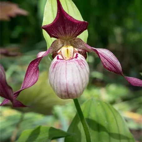 Garten-Frauenschuh 'Aki'