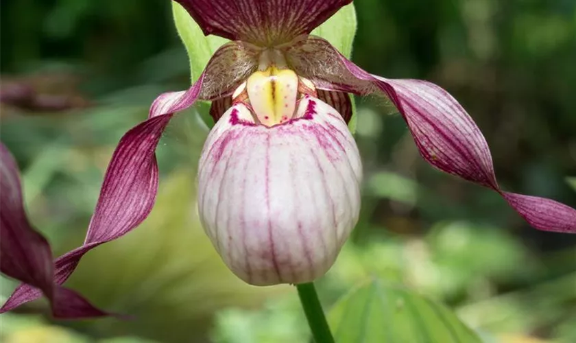 Cypripedium x cultorum 'Aki'