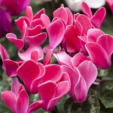 Cyclamen persicum 'Halios® Fantasia'