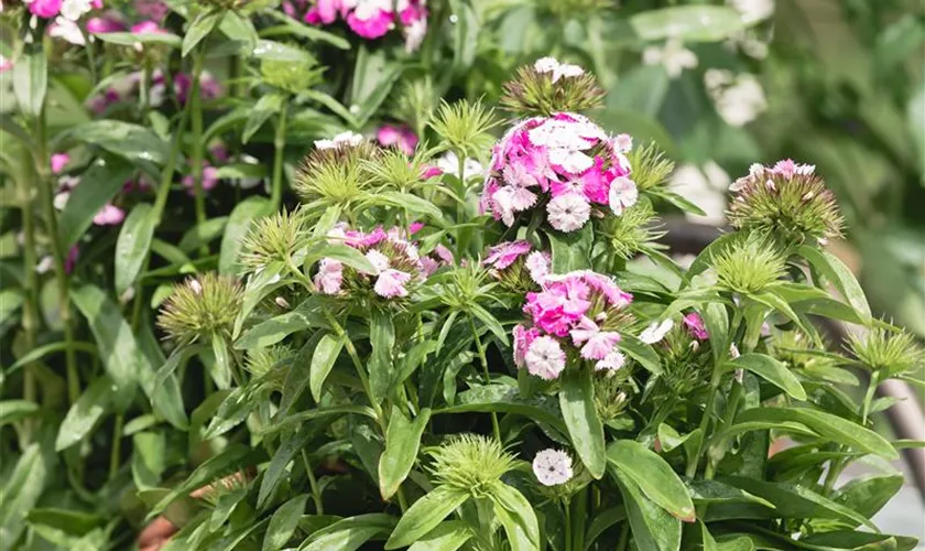 Dianthus barbatus 'Victoria'