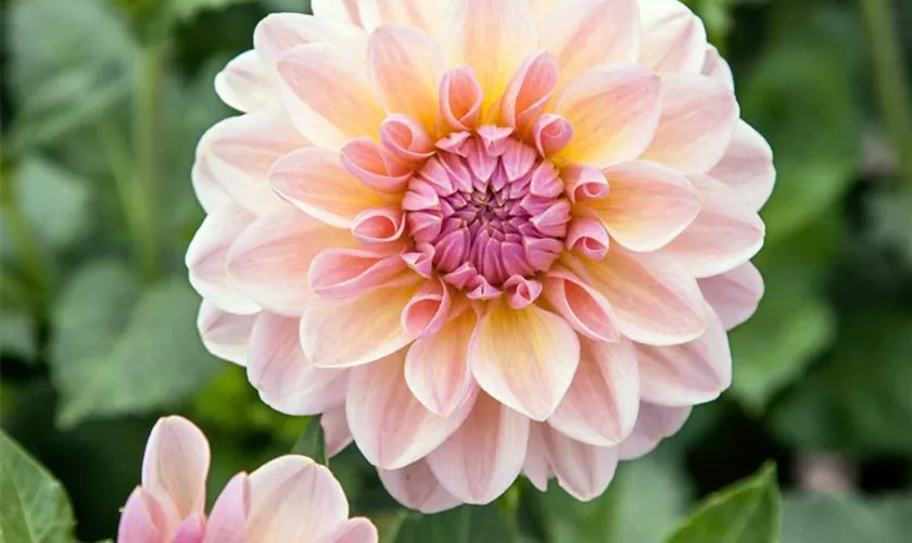 Dahlia 'Maya'