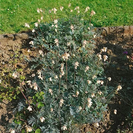 Dicentra formosa 'Aurora'