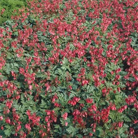 Dicentra formosa 'Bountiful'