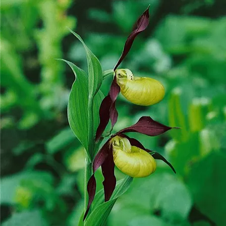 Cypripedium x cultorum 'Dietrich'