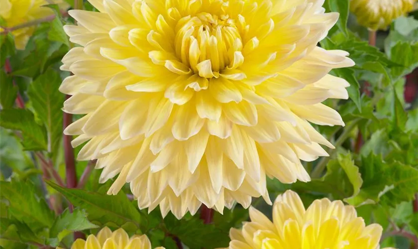 Dahlia 'Bilbao'