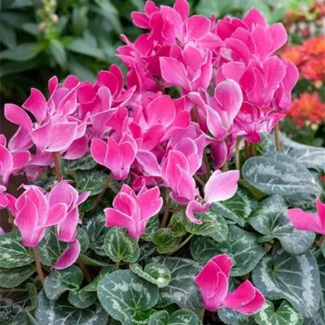 Cyclamen persicum 'Masako'