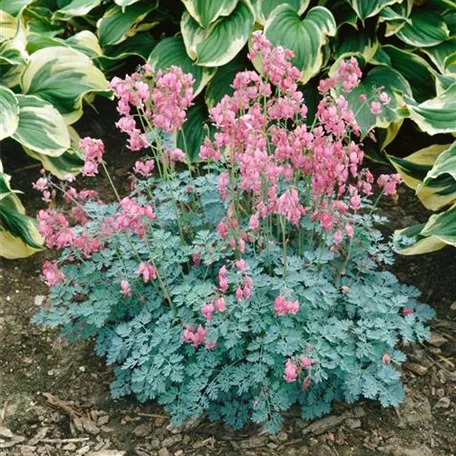 Dicentra formosa 'King of Hearts'