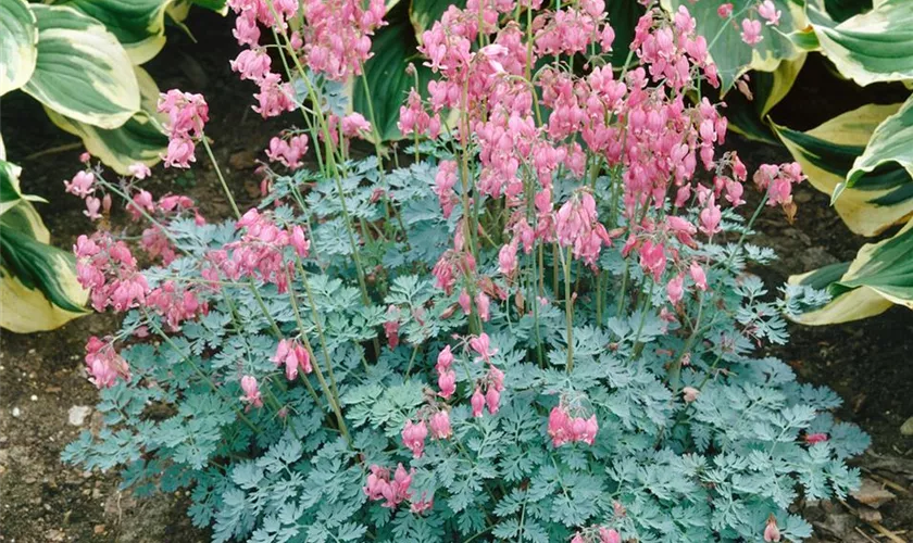 Zwergige Garten-Herzblume 'King of Hearts'