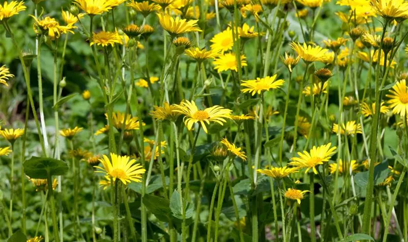 Doronicum pardalianches 'Goldstrauß'