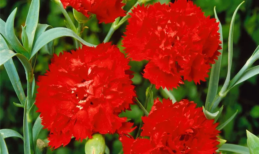 Dianthus caryophyllus 'Can Can Scarlet'