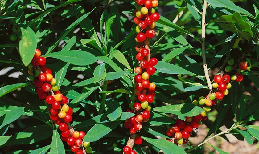 Roter Märzenseidelbast 'Rubra'