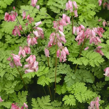 Dicentra formosa 'Spring Magic'