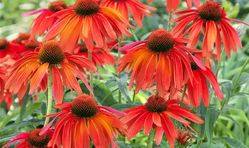 Garten-Sonnenhut 'Firebird'