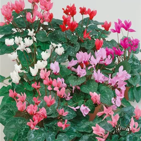 Cyclamen persicum 'Metis'®