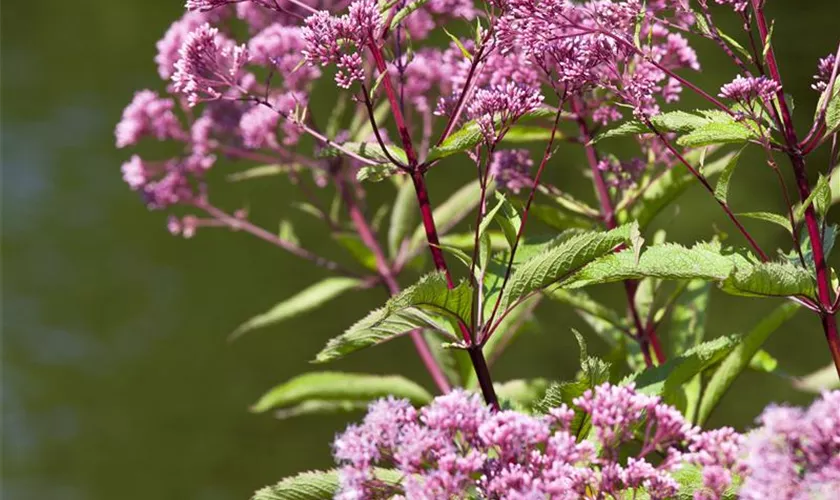 Großer Garten-Wasserdost 'Humble'